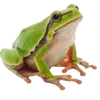 🐸