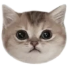 🐈⬛️
