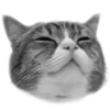 🐈⬛️