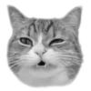 🐈⬛️