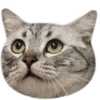 🐈⬛️