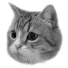 Эмодзи котики