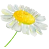 🌼