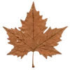 🍁