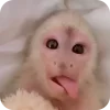 🙉