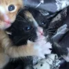 Эмодзи Парные котейки