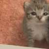 Эмодзи Парные котейки