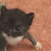 Эмодзи Парные котейки