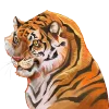 🐯
