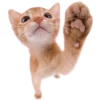 ?