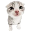 ?