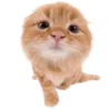 Эмодзи Kitties