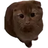 Эмодзи Котики