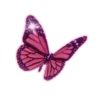 🦋