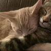 💤