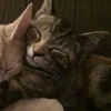 💤