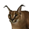 😺
