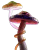 ?