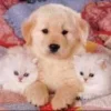 Эмодзи собаки и котики