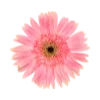 🌷