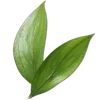 🌿