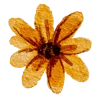 🌼