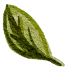 🍃