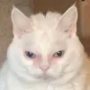 Эмодзи Утомленный кот