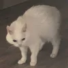 Эмодзи Утомленный кот