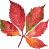 🍁