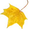 🍁