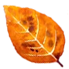 🍂