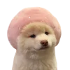 🐩