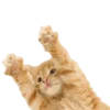 🙌