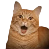 😲