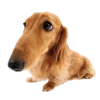 🥺