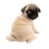 🥺