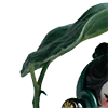🌱