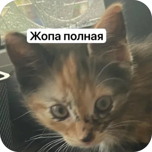 Эмодзи Cats memes