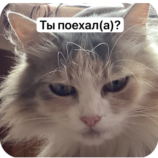 Эмодзи Cats memes