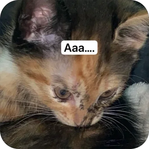 Эмодзи Cats memes