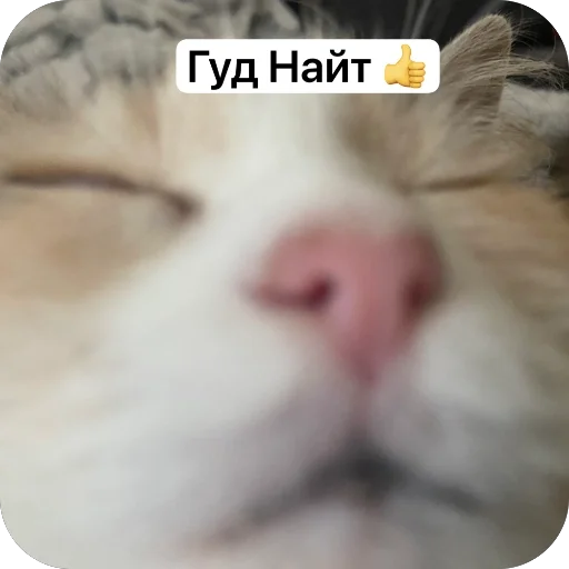 Эмодзи Cats memes