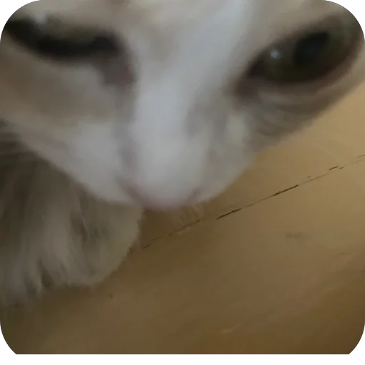 Эмодзи Cats memes