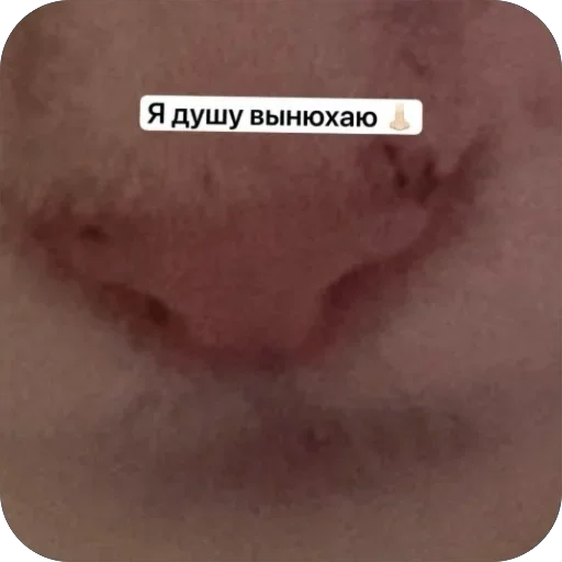 Эмодзи Cats memes