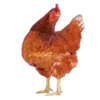 Эмодзи ANIMALS EMOJI