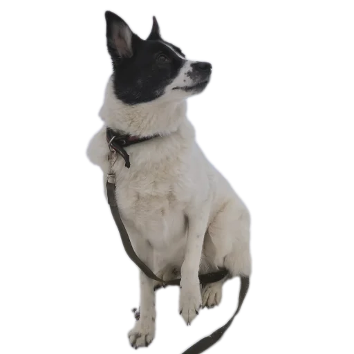 Эмодзи ARCANE SUKUNA 2