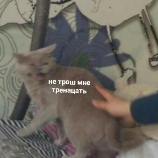 Эмодзи кыш от моих стикеров