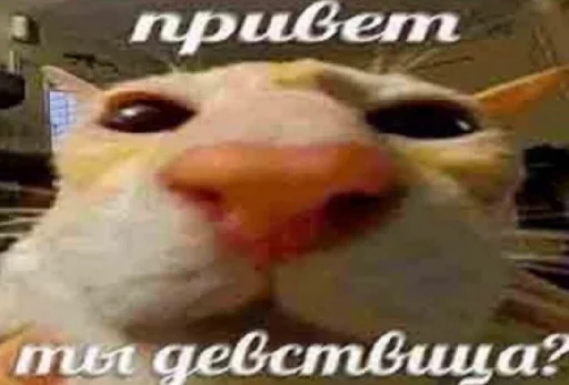 ?‍?