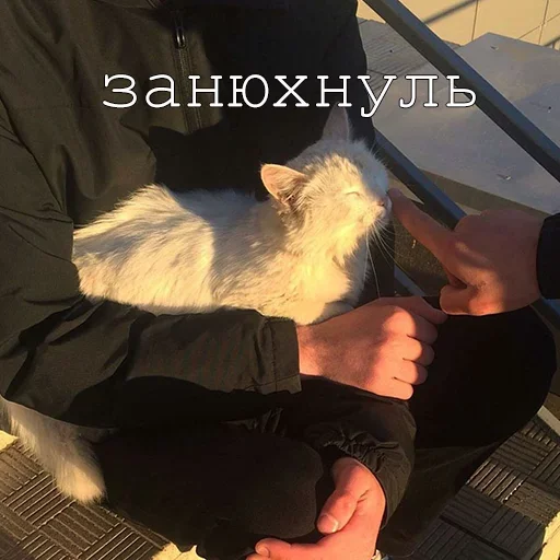 Эмодзи Agressive and nice kittens