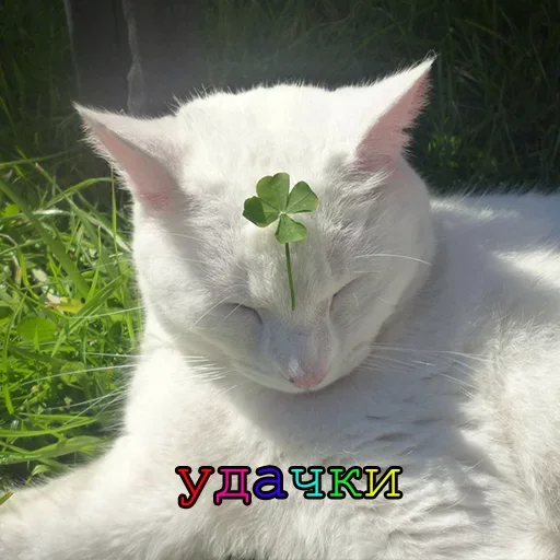 Эмодзи Agressive and nice kittens